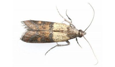 Indian Meal Moth